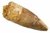 Juvenile Fossil Spinosaurus Tooth - Real Dinosaur Tooth #345865-1